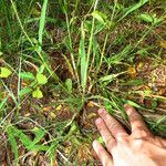 Urochloa trichopus Habitus