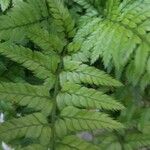 Polystichum aculeatum Blad