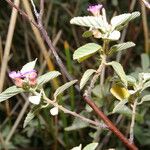 Melochia arenosa Flower