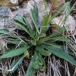 Erigeron alpinus Folha