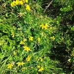 Lotus corniculatus Natur