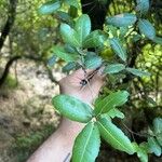 Quercus phillyreoides Folha