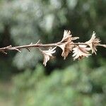 Homalium deplanchei Fruit