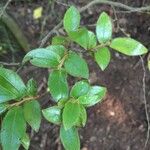 Diospyros whyteana Hoja