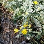 Achillea clypeolata عادت