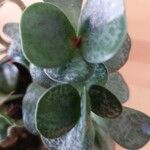 Adromischus maculatusLeaf