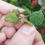 Phyllodium pulchellum Fruit