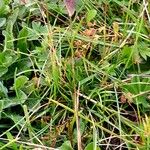 Phleum alpinum Habit