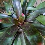 Neoregelia farinosa Fuelha