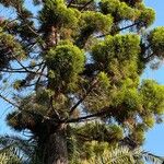 Araucaria cunninghamii Folha