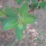 Lawsonia inermis Leaf