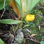 Anguloa clowesii Цветок
