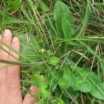 Bellis pappulosa Other