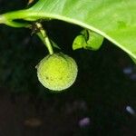 Coccoloba diversifolia Vrucht
