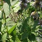 Agastache foeniculum Blatt