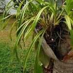 Cymbidium aloifolium Leaf