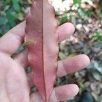 Manilkara staminodella Leaf