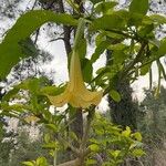 Brugmansia × candida Fleur