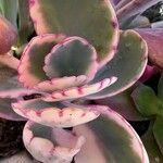 Kalanchoe fedtschenkoi Foglia