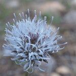 Jasione crispa Floro