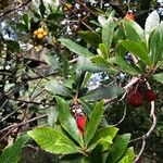 Arbutus andrachne पत्ता