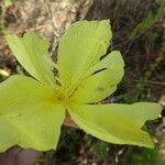 Oenothera oakesiana Flower