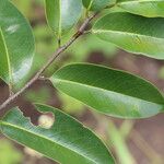 Xylopia katangensis Hoja