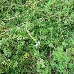 Verbena officinalisFlors