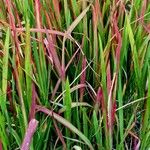 Imperata cylindrica List