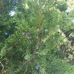 Juniperus foetidissima 果