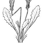 Taraxacum besarabicum Other