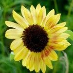 Helianthus debilis Blomst