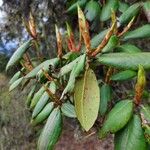 Rhododendron campanulatum Φύλλο