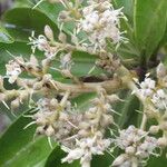 Ardisia densiflora Flower