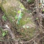 Microgramma vacciniifolia 整株植物