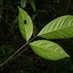 Poecilanthe hostmannii Hoja