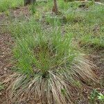 Tripsacum dactyloides Habit