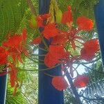 Delonix regia Цветок