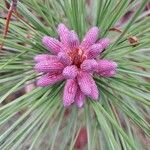 Pinus elliottii Blomma