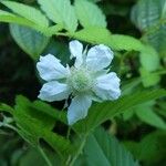 Rubus fraxinifolius 花