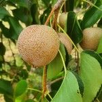 Pyrus pyrifolia Fruit