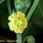 Abutilon theophrasti Blomst