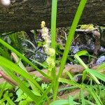 Sparganium americanum Flower