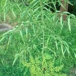 Prosopis glandulosa Floare