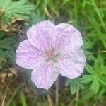 Geranium sanguineum Квітка