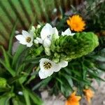 Ornithogalum thyrsoides Flower