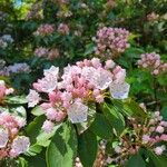 Kalmia latifoliaBlomma