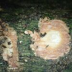 Rothmannia whitfieldii Bark