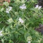 Pycnanthemum verticillatum Leaf