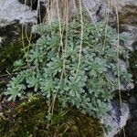 Saxifraga cochlearis Frunză